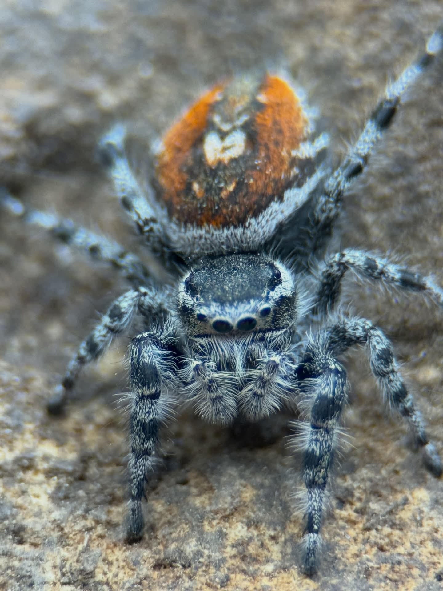 True Spiders & Mygalomorphs for Sale — Jumping, Huntsman