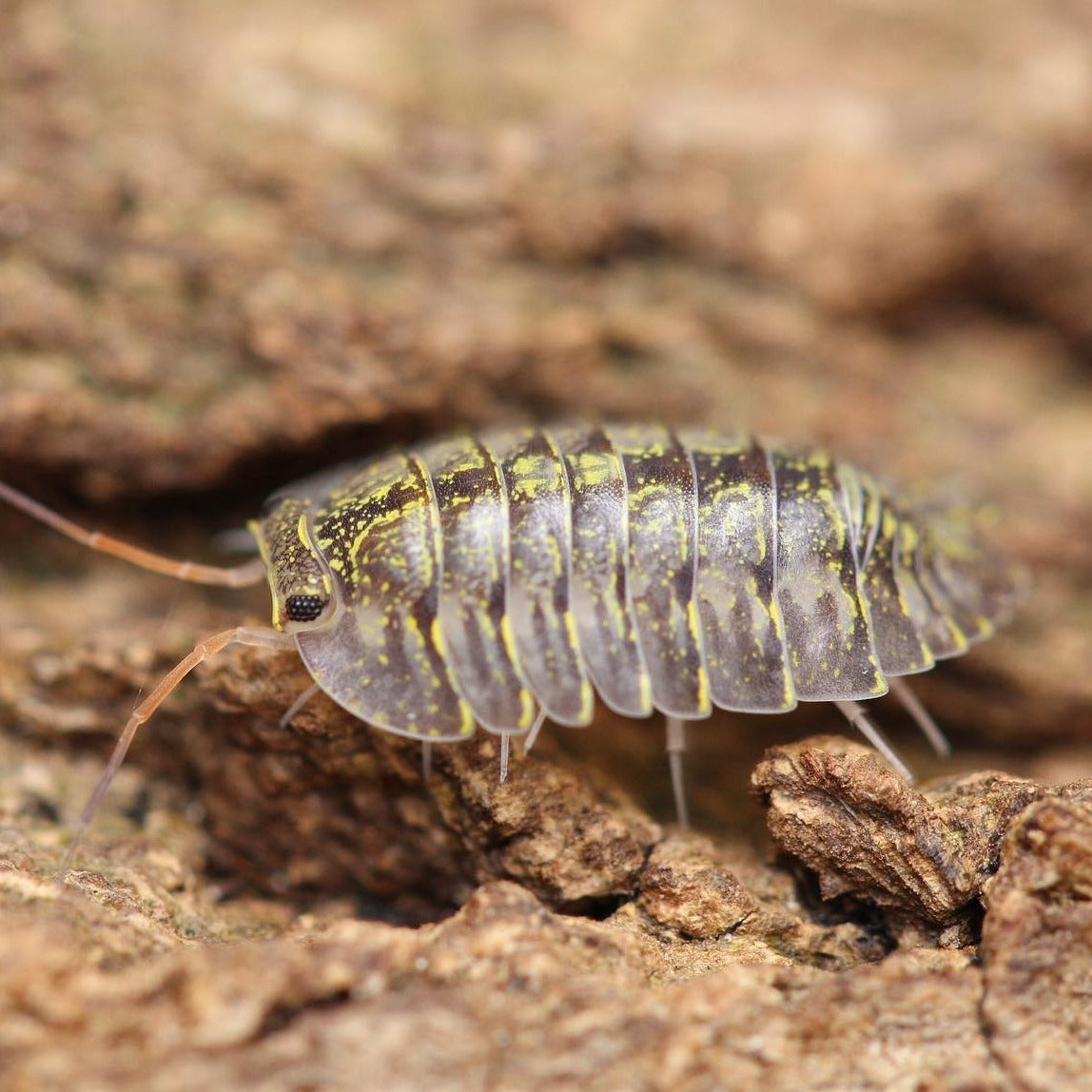 Troglodillo sp. "Green Spot"
