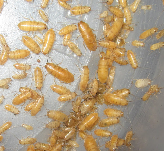 Compsodes schwarzi – Micro Hooded Roach | Tiny Prolific Species | Live Arrival Guarantee