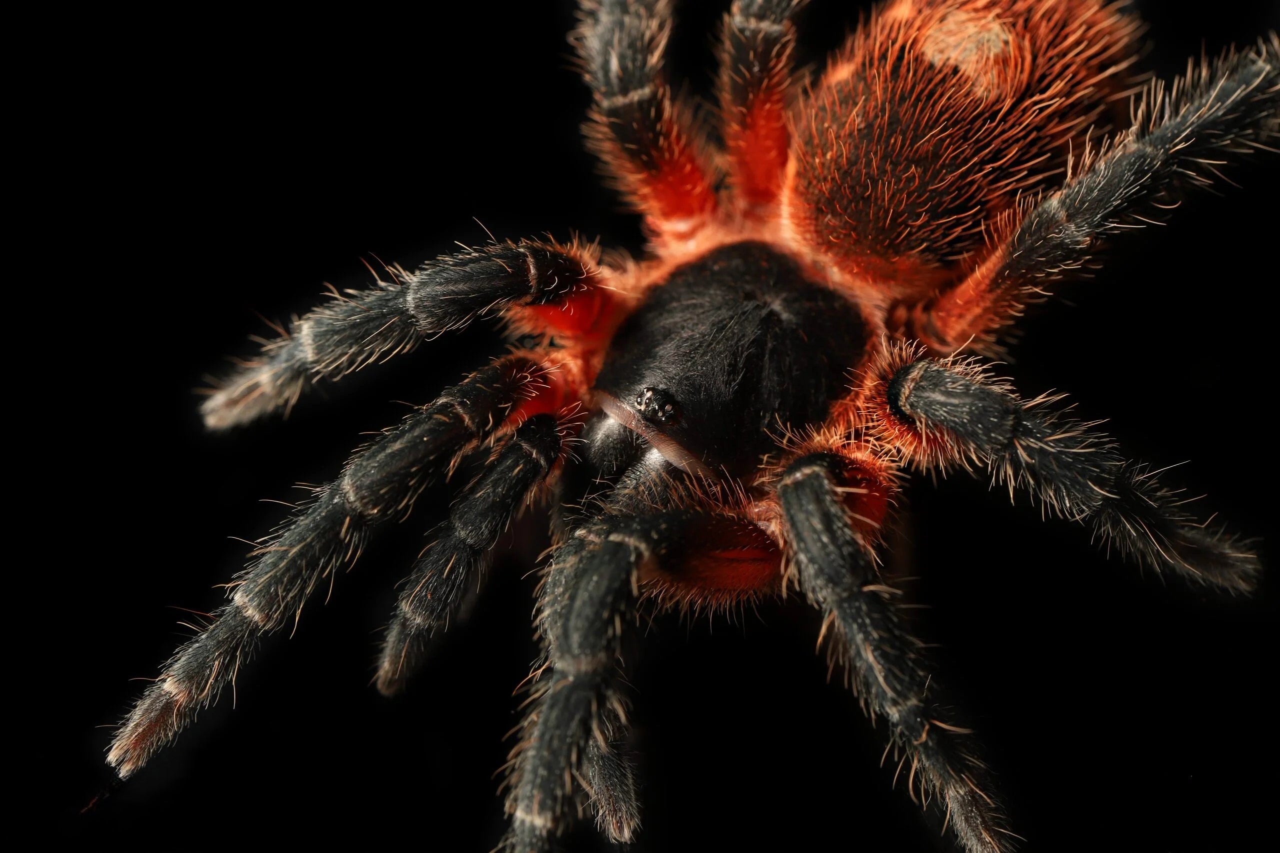Davus sp Panama - Lava Spider Tarantula for Sale | Live Arrival Guarantee