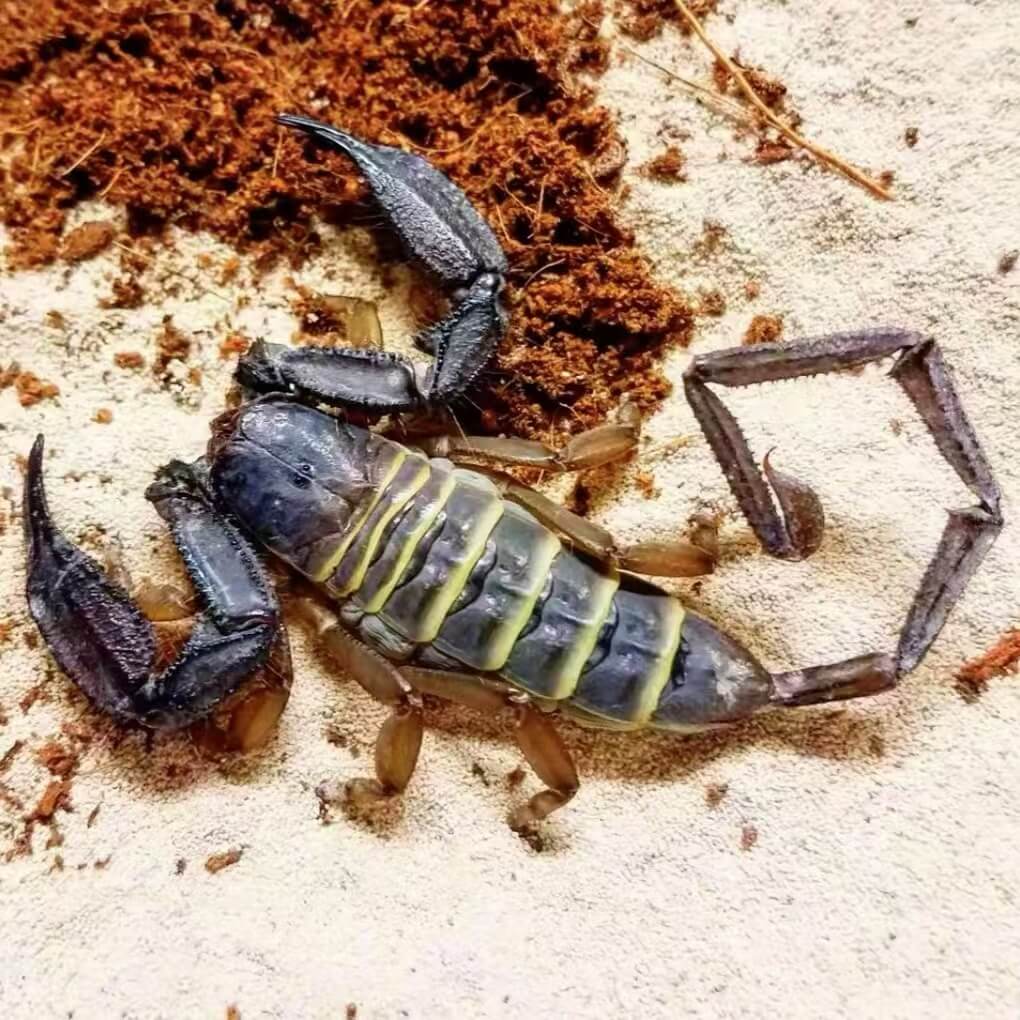 Hadogenes paucidens – Tanzanian Flat Rock Scorpion | Rare Giant Species | Live Arrival Guarantee