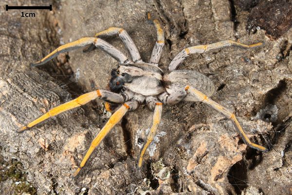 Hogna maderiana – Porto Santo Wolf Spider | Rare Island Endemic | Live Arrival Guarantee