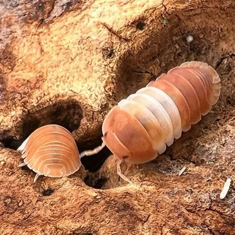 Cubaris sp. "Red Panda Kings"
