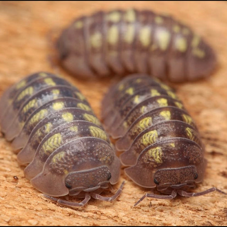 Armadillidium granulatum