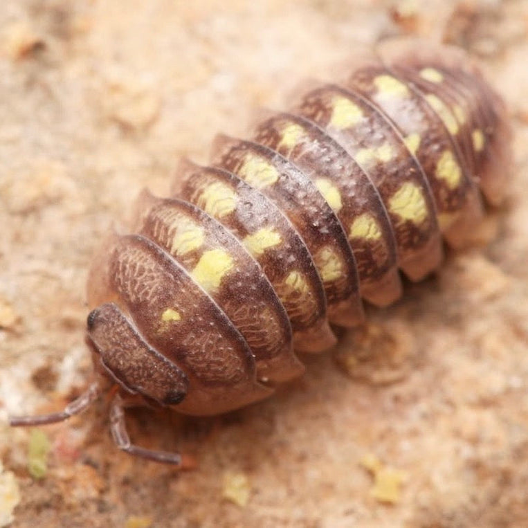 Armadillidium granulatum