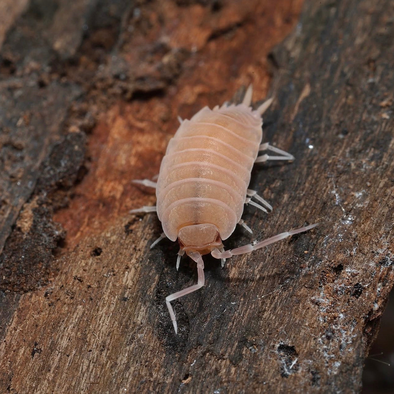 Powder Pinks - (Porcellionides Pruinosus Pink)