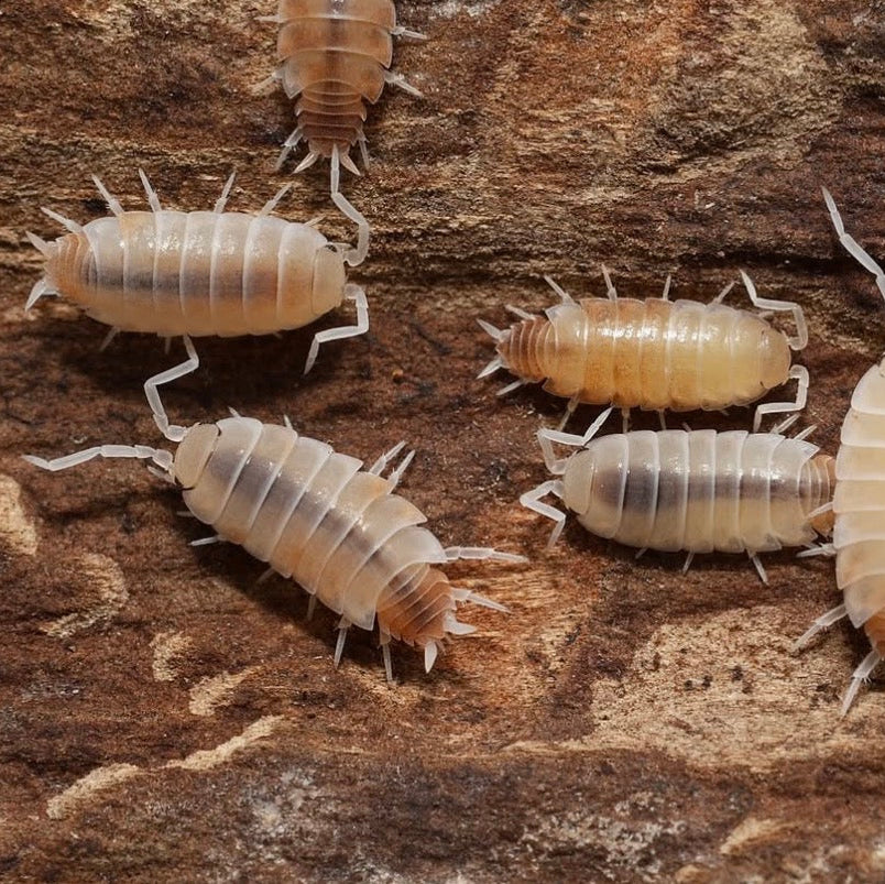 Butter Pecan Powders - Porcellionides pruinosus “Butter Pecan”