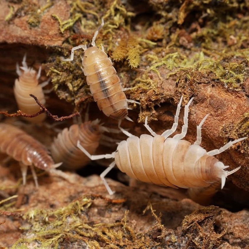 Butter Pecan Powders - Porcellionides pruinosus “Butter Pecan”