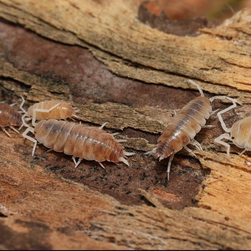 Butter Pecan Powders - Porcellionides pruinosus “Butter Pecan”