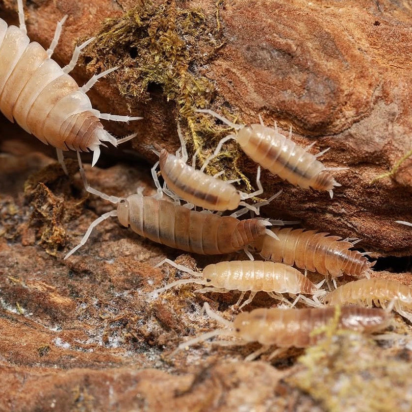 Butter Pecan Powders - Porcellionides pruinosus “Butter Pecan”
