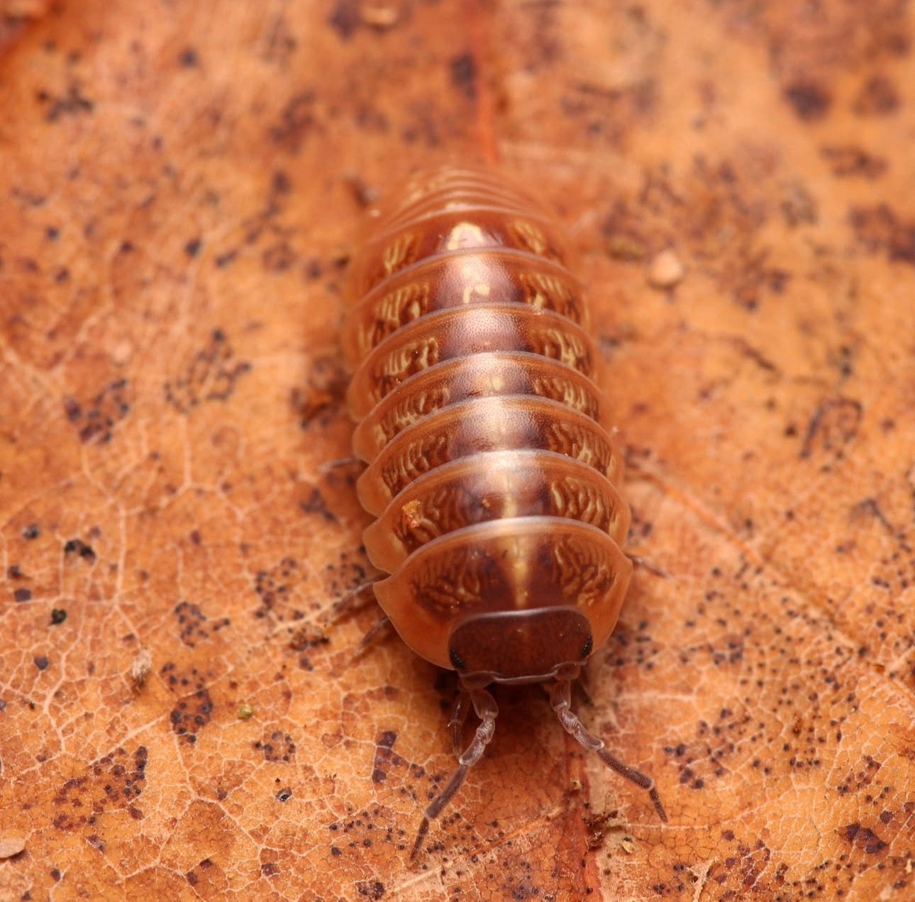 Armadillidium sp. “Punta Cana”