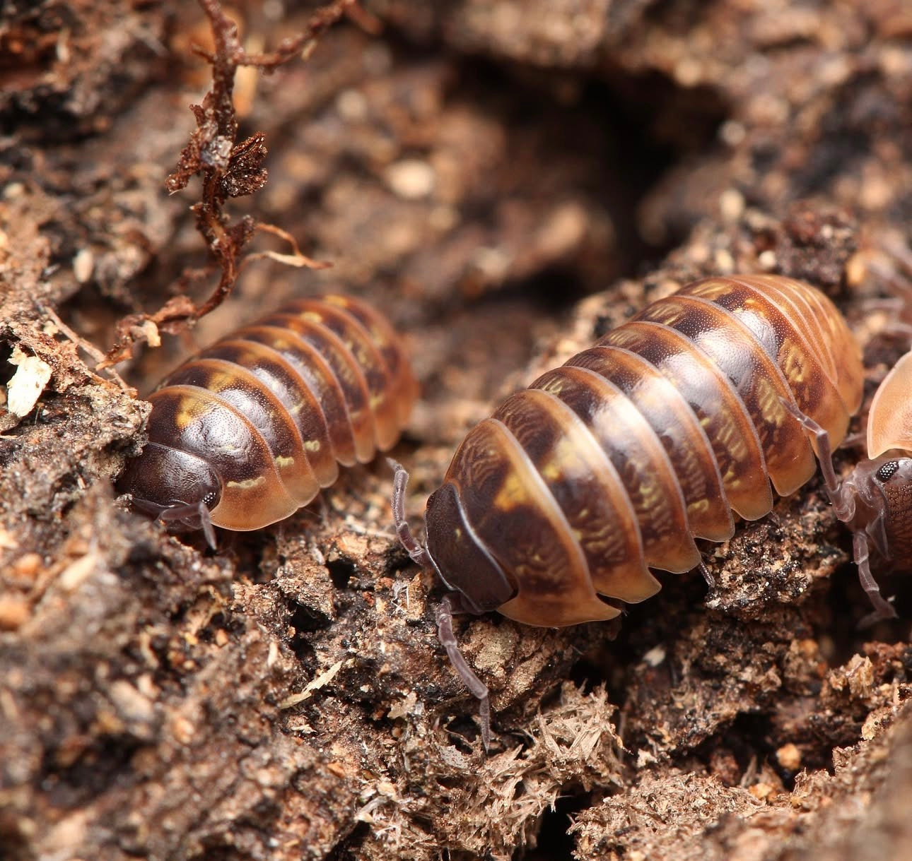 Armadillidium sp. “Punta Cana”
