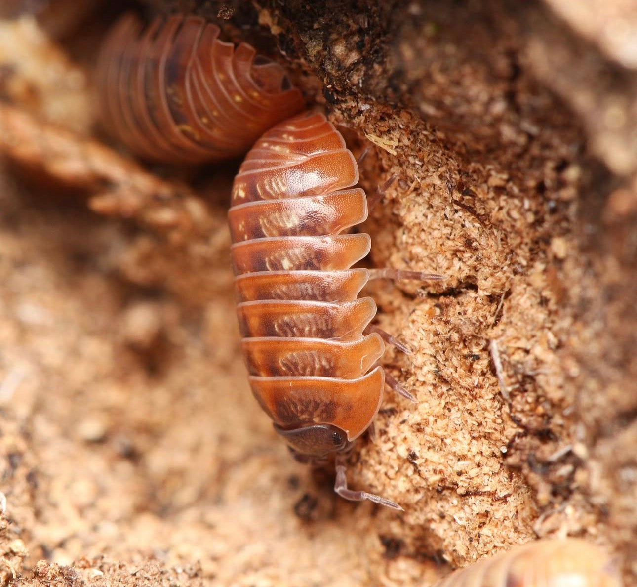 Armadillidium sp. “Punta Cana”