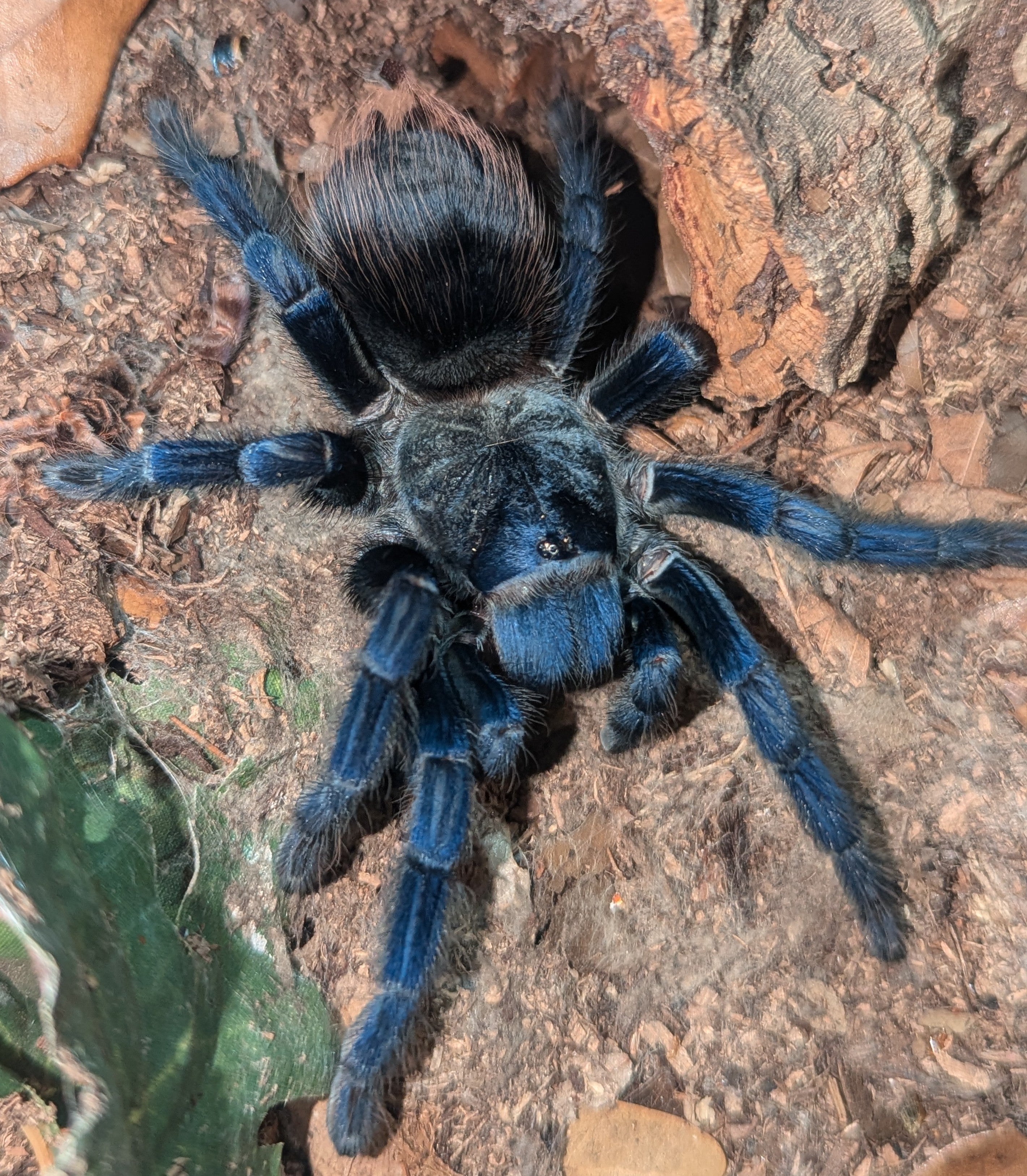Lasiocyano sazimai – Brazilian Blue Tarantula | Sapphire Terrestrial Beauty | Live Arrival Guarantee