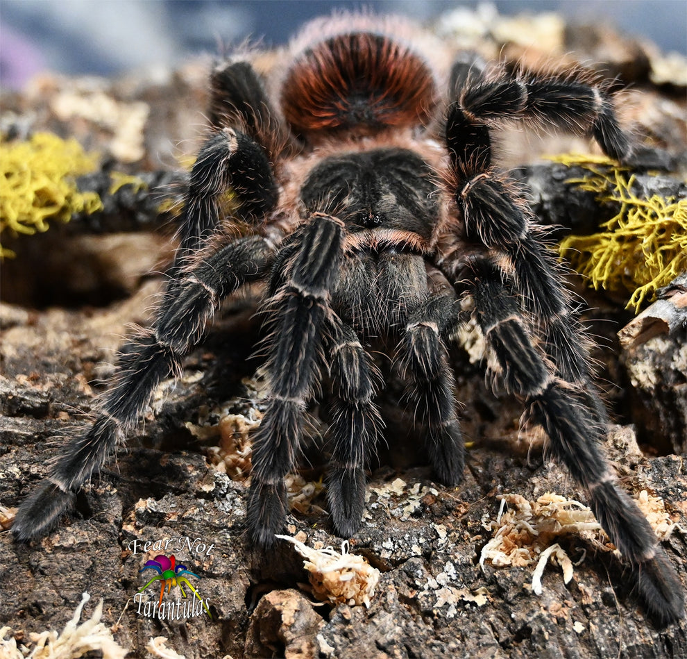 Lasiodora klugi – Bahia Scarlet Birdeater Tarantula | Massive Brazilian Giant | Live Arrival Guarantee