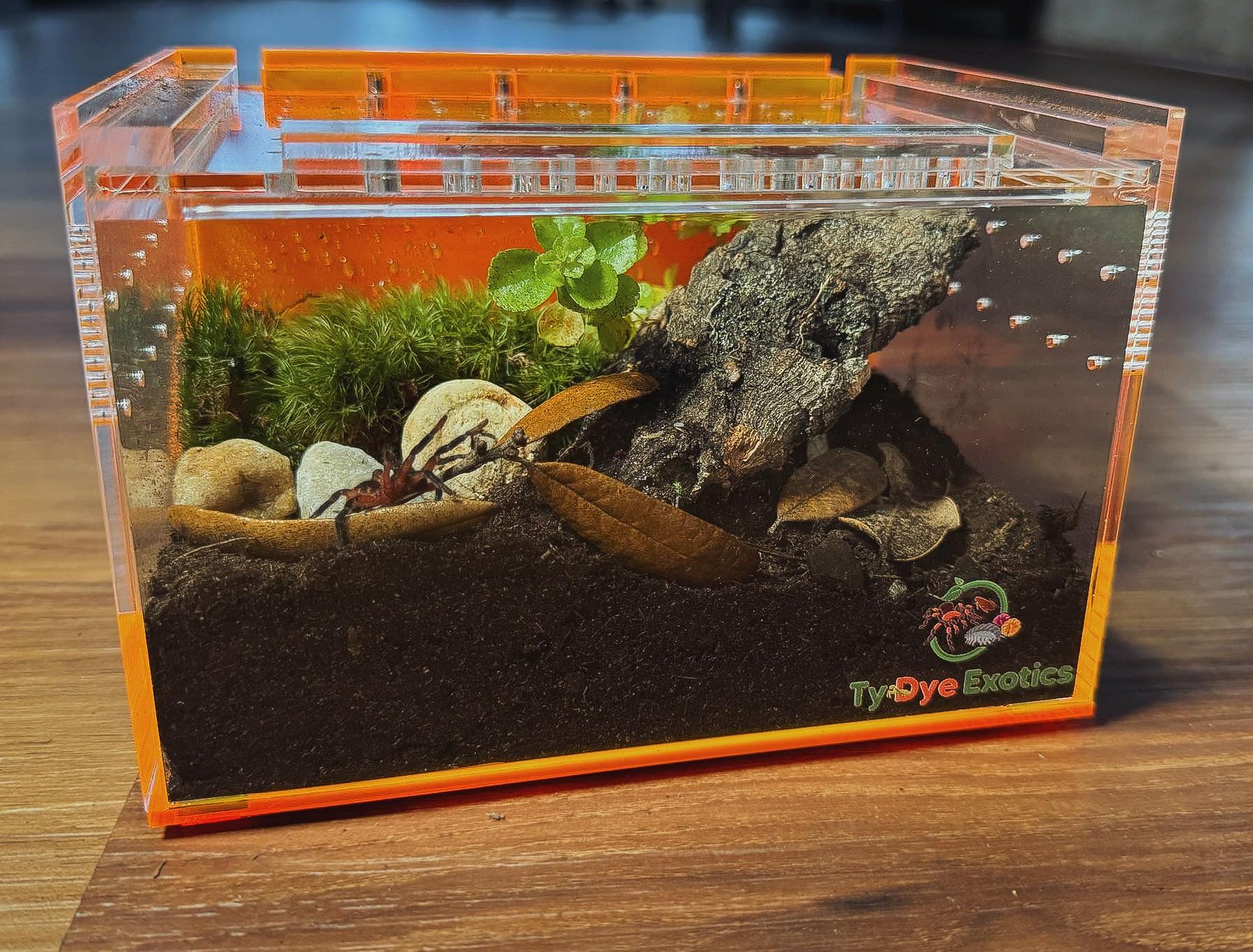 Tarantula Cribs Small Orange Slider - 6"x4"x4" Ty Dye Exotics Collaboration Acrylic Enclosure
