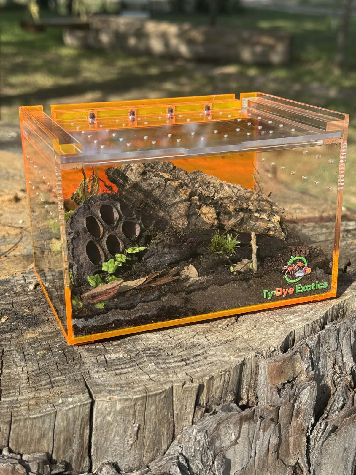 Tarantula Cribs Small Orange Slider - 6"x4"x4" Ty Dye Exotics Collaboration Acrylic Enclosure