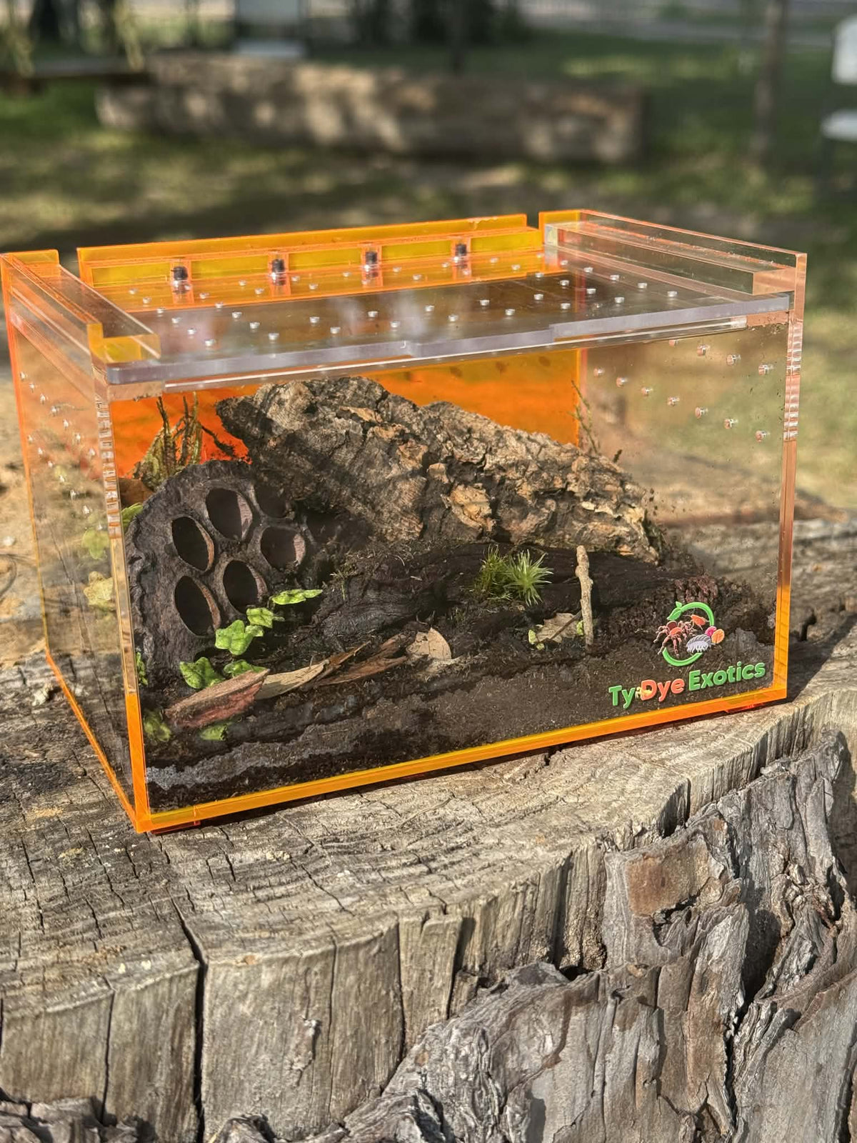 Tarantula Cribs Small Orange Slider - 6"x4"x4" Ty Dye Exotics Collaboration Acrylic Enclosure