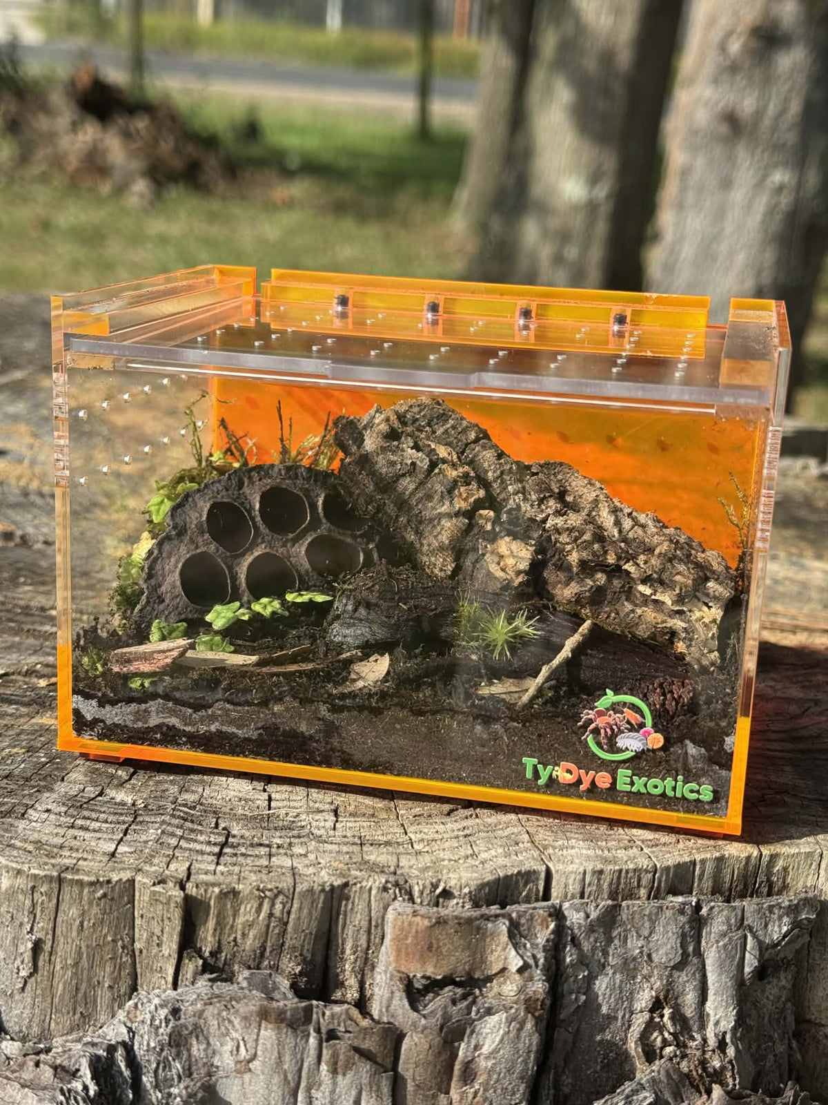 Tarantula Cribs Small Orange Slider - 6"x4"x4" Ty Dye Exotics Collaboration Acrylic Enclosure