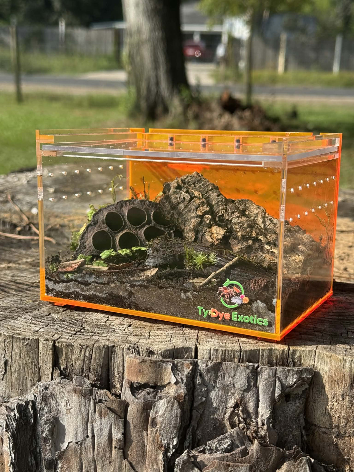 Tarantula Cribs Small Orange Slider - 6"x4"x4" Ty Dye Exotics Collaboration Acrylic Enclosure