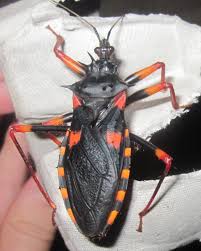 Psytalla horrida "Horrid King" – Horrid King Assassin Bug | World's Largest Assassin Bug | Live Arrival Guarantee