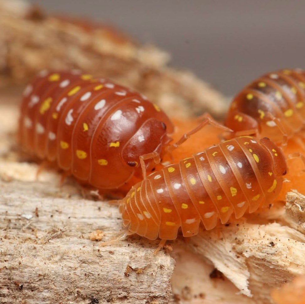 Armadillidium Frontetriangulum “Orange Corfu”