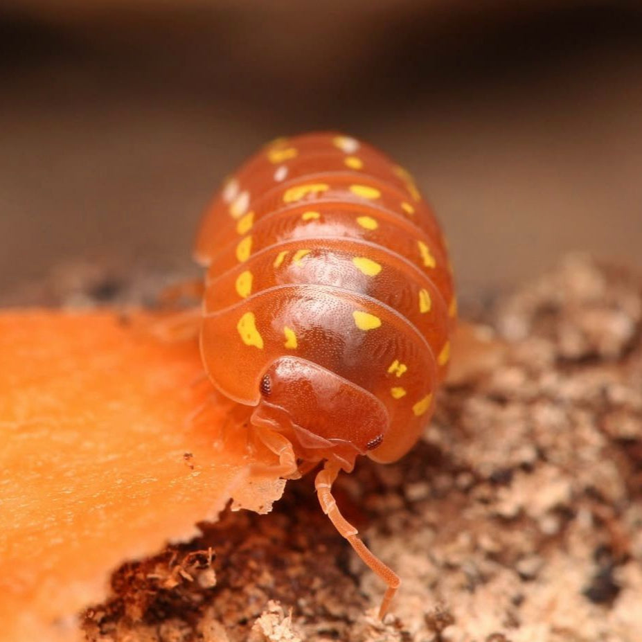 Armadillidium Frontetriangulum “Orange Corfu”