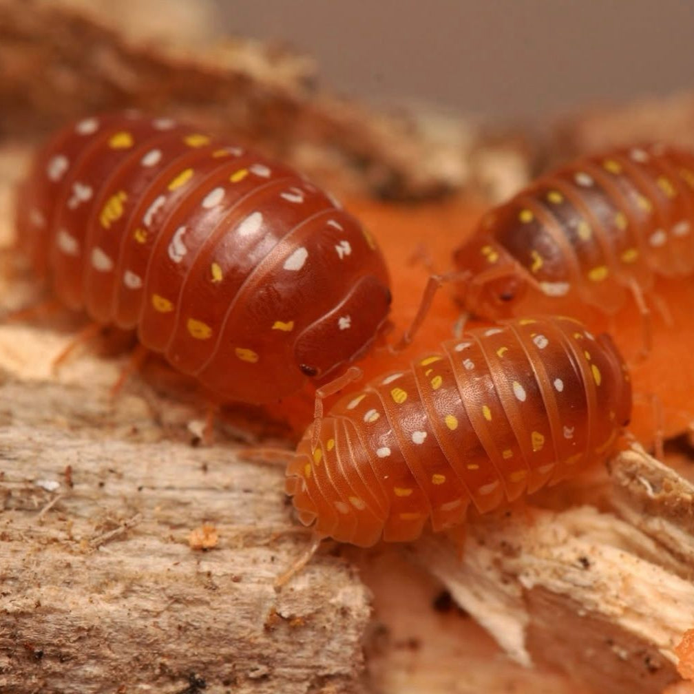 Armadillidium Frontetriangulum “Orange Corfu”