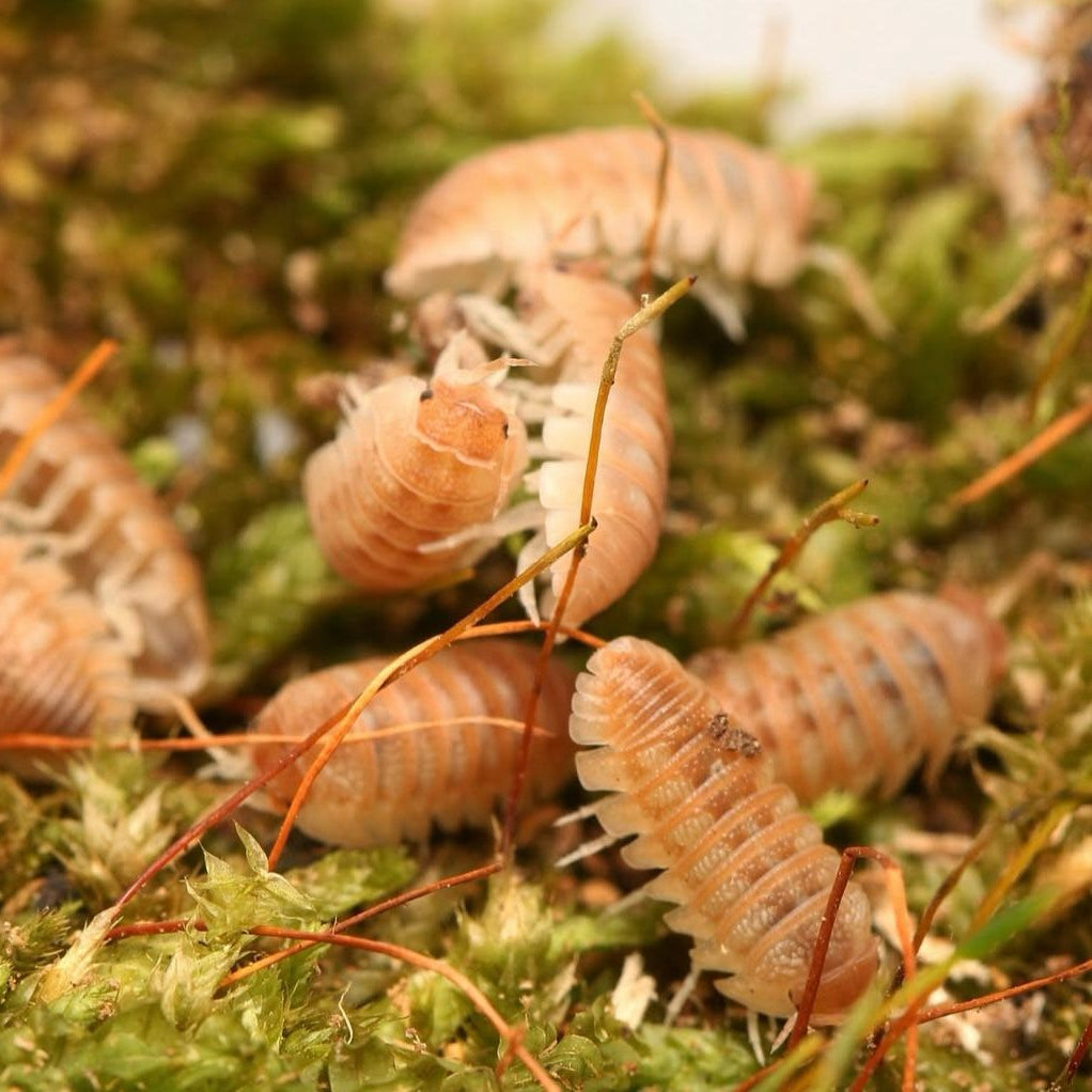 Armadillidium hauseni