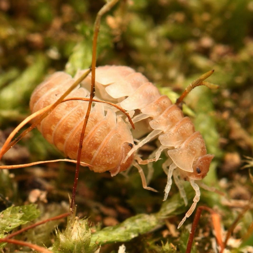 Armadillidium hauseni
