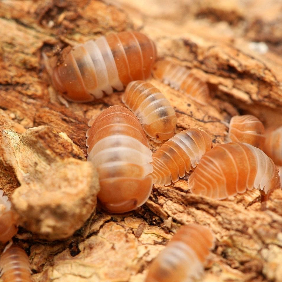 Cubaris sp. "Red Panda Kings"