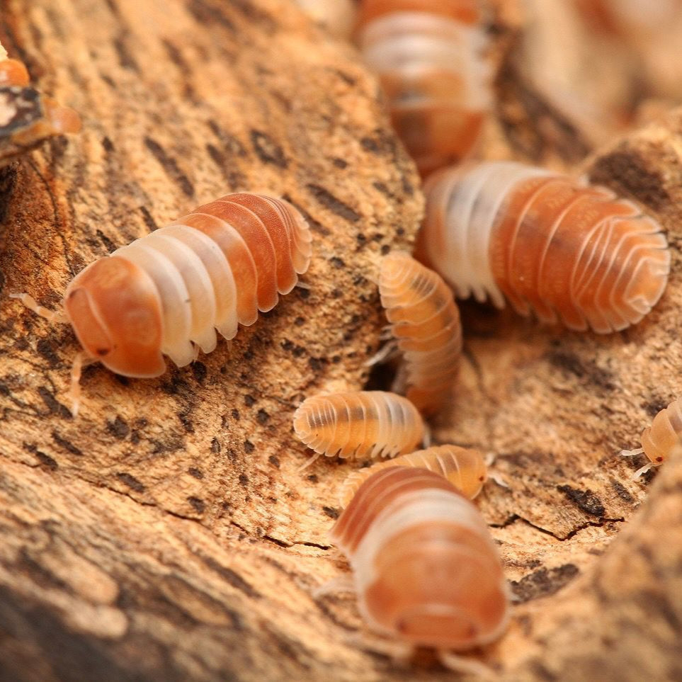 Cubaris sp. "Red Panda Kings"