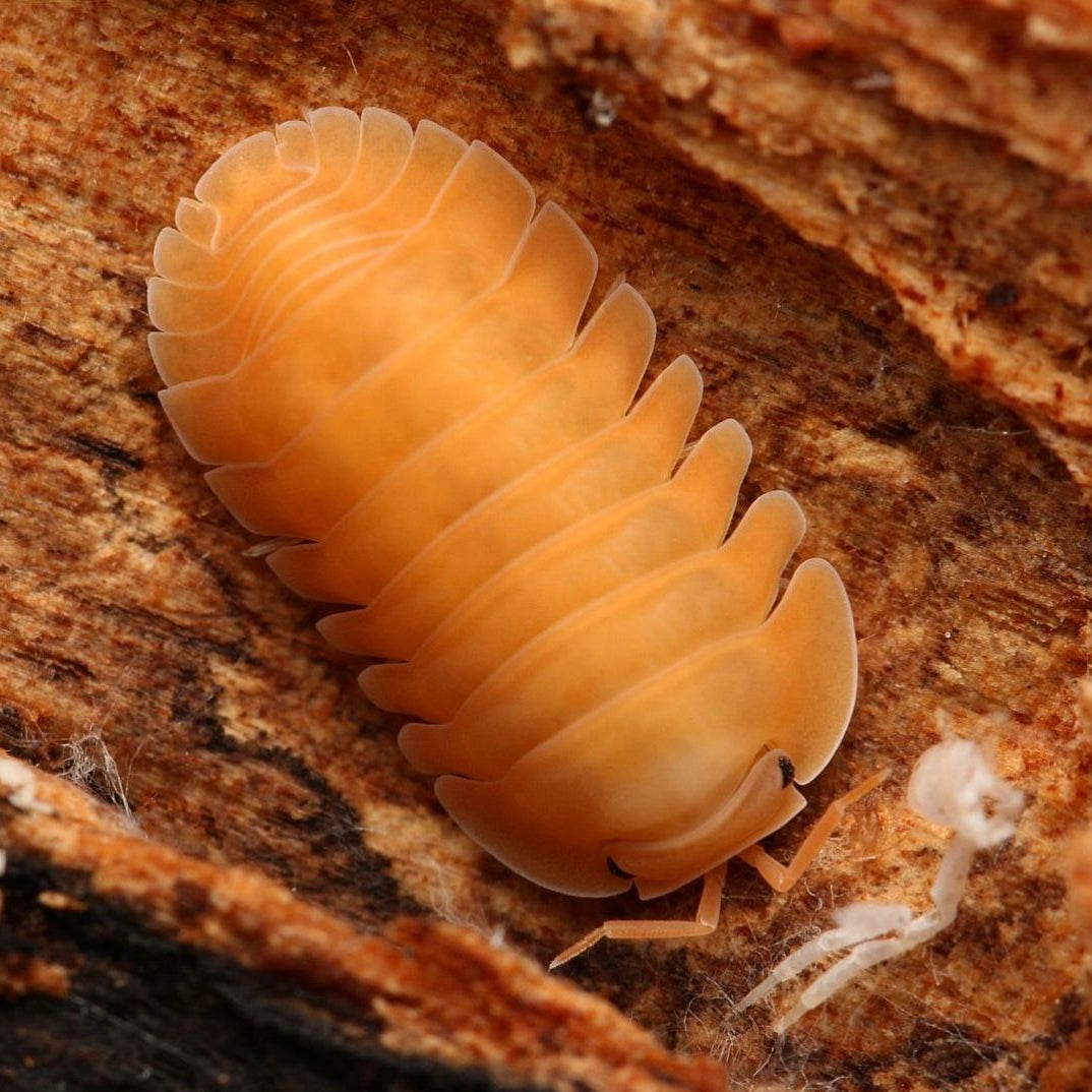Cubaris sp.“Orange Freezy”