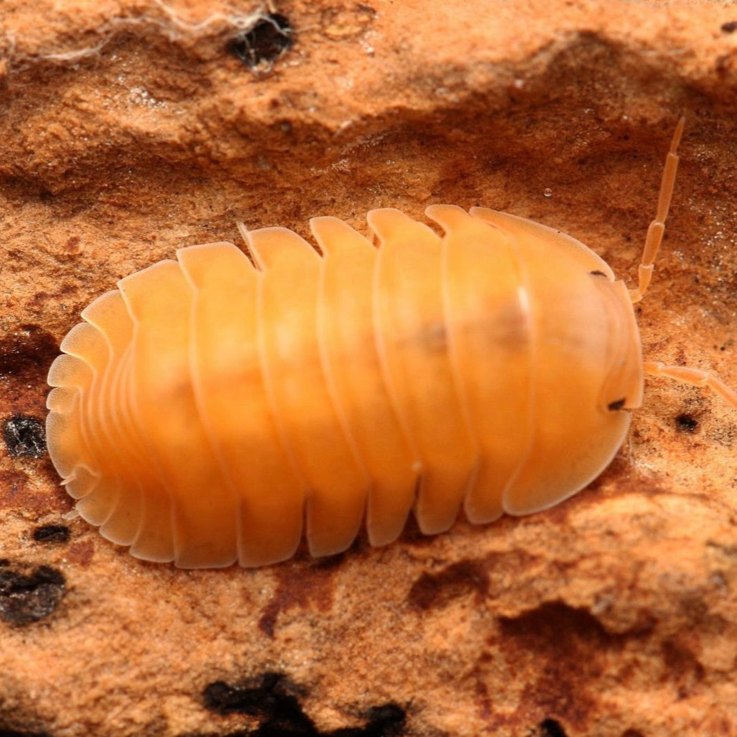 Cubaris sp.“Orange Freezy”