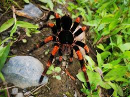 Abdomegaphobema mesomelas – Costa Rican Red Leg Tarantula | Striking Colorful New World Species | Live Arrival Guarantee