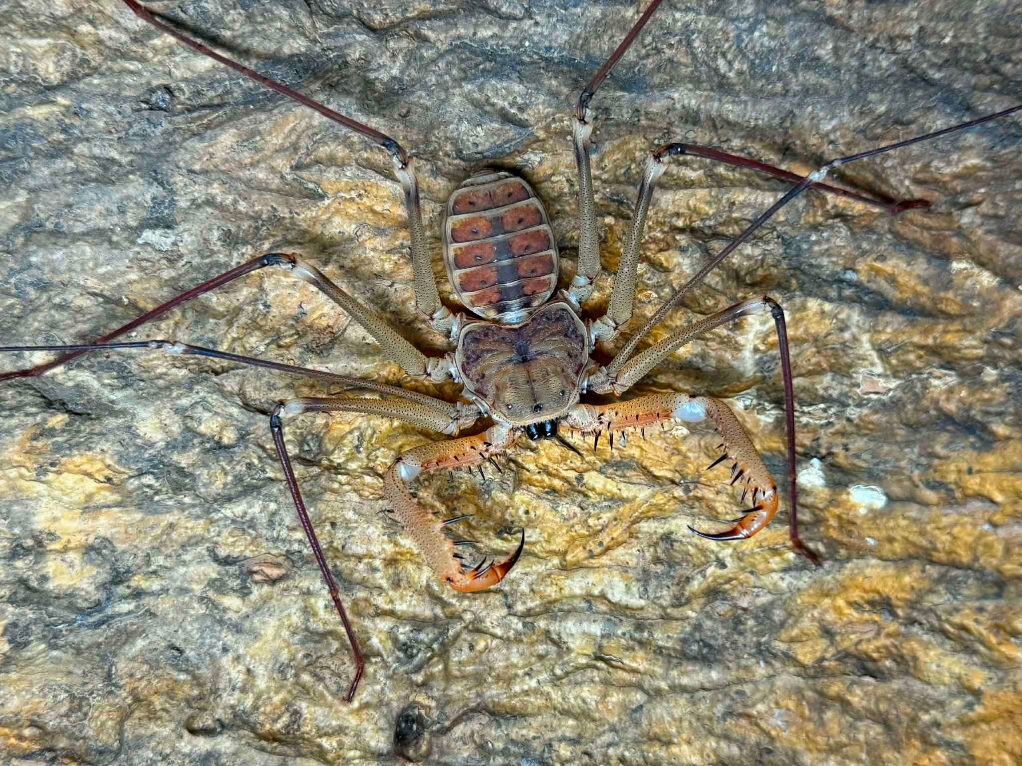 Acanthophrynus coronatus – Baja Whipscorpion | Massive 14–16" Whipspan | Live Arrival Guarantee