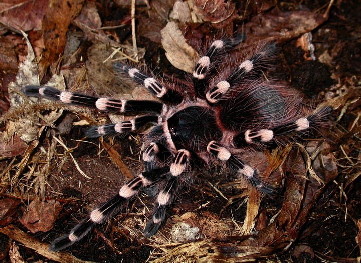 Acanthoscurria geniculata – Brazilian White Knee Tarantula | Massive Terrestrial Species | Live Arrival Guarantee
