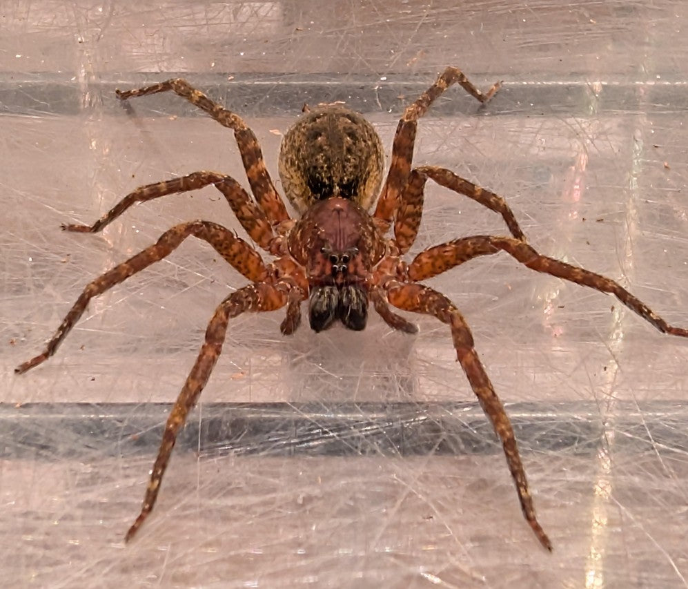 Africactenus sp. Cameroon – Cameroon Red Wandering Spider | Rare African Ctenid | Live Arrival Guarantee