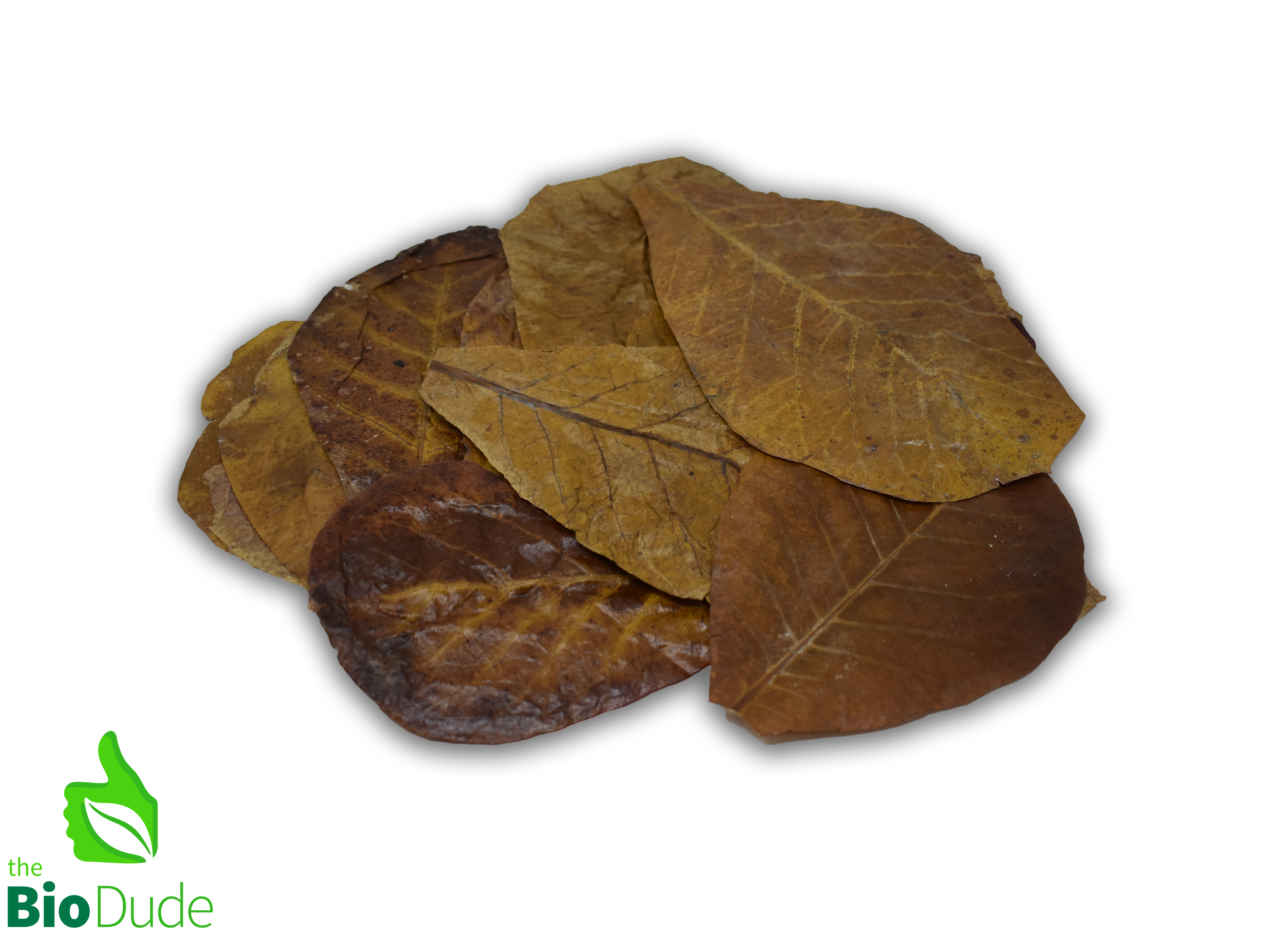 Colombian Leaf Litter - Indian Almond Leaves - Terminialia Catappa. 15 count
