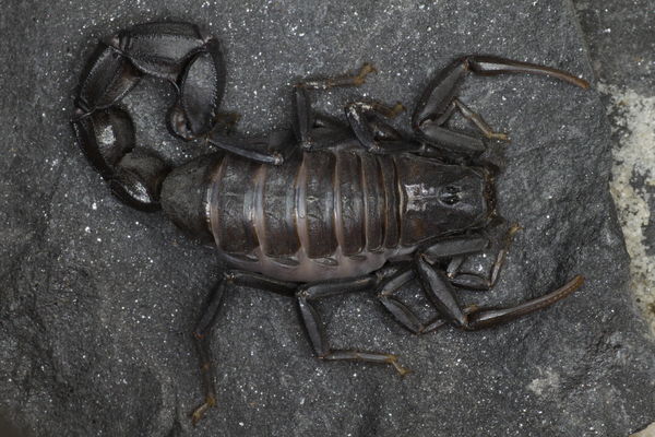 Androctonus aeneas – Tunisian Black Fattail Scorpion | Rare Arid Species | Live Arrival Guarantee