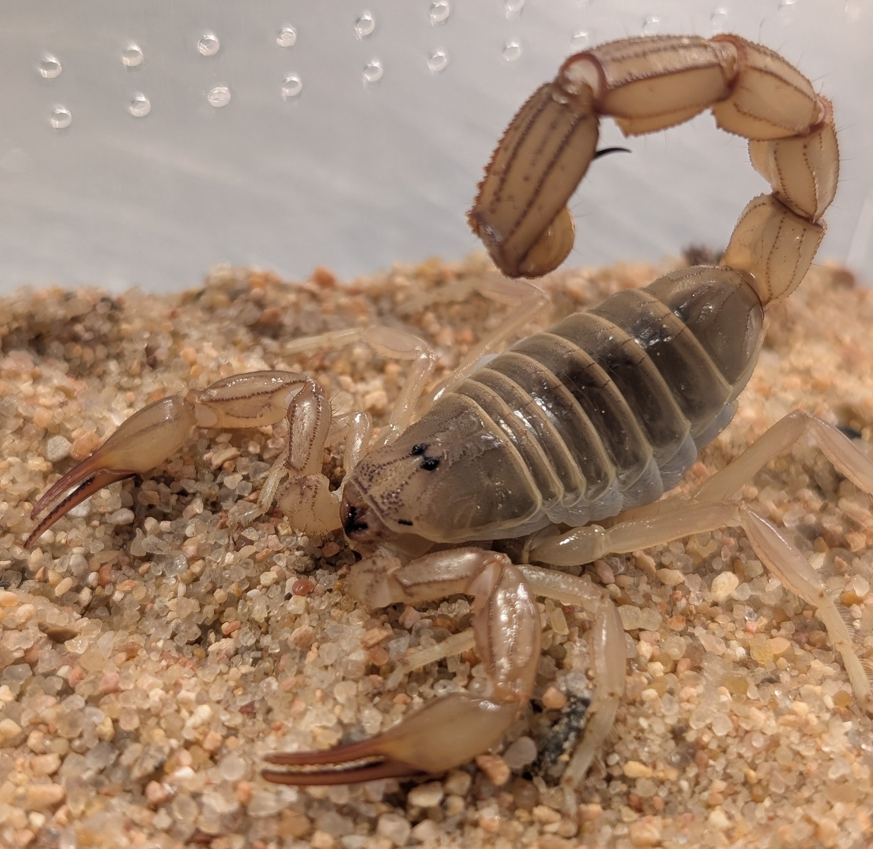 Androctonus amoreuxi – Egyptian Yellow Fat Tail Scorpion | Stunning North African Species | Live Arrival Guarantee