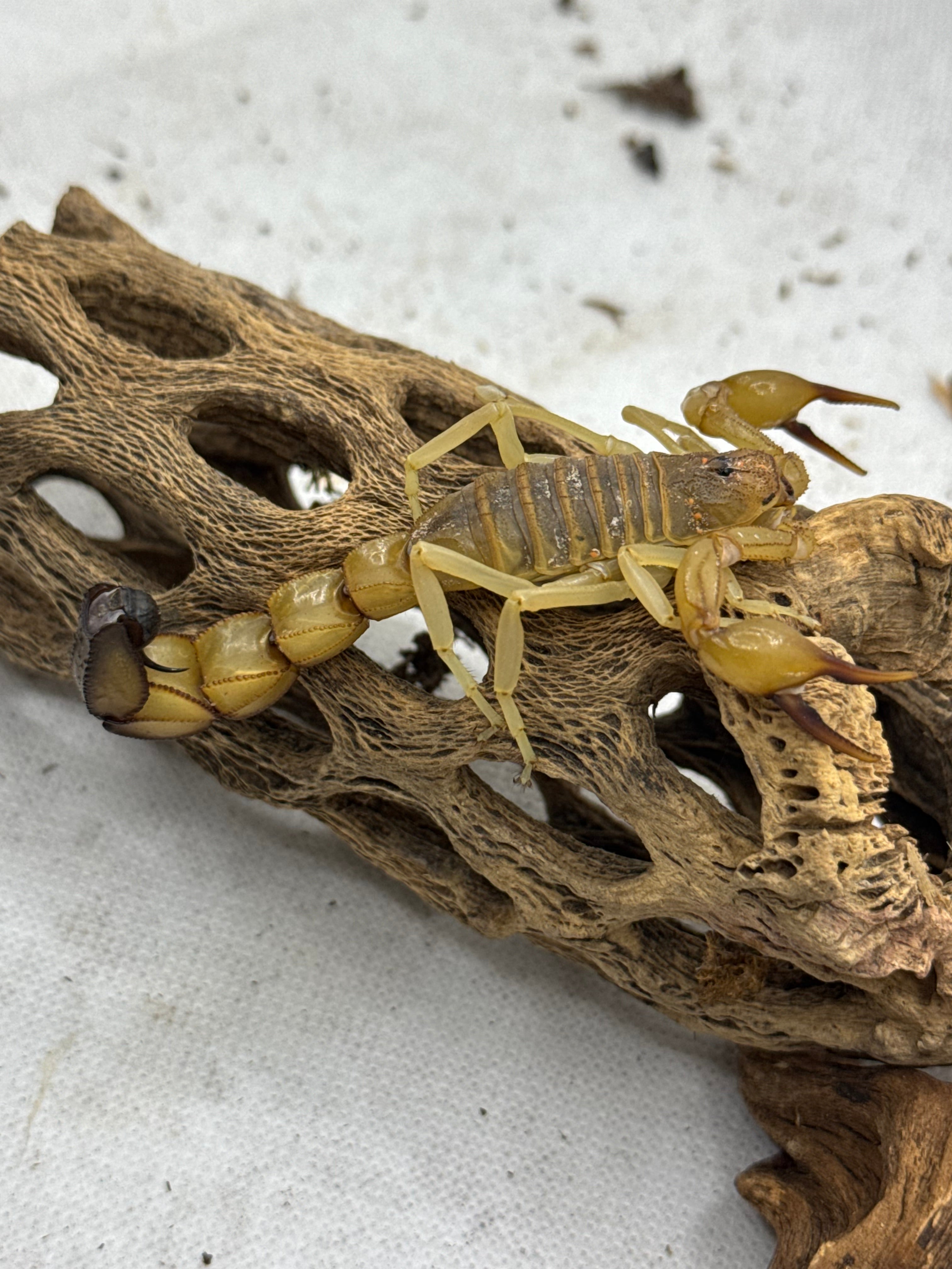 Androctonus australis – Yellow Fat Tail Scorpion | Classic North African Species | Live Arrival Guarantee