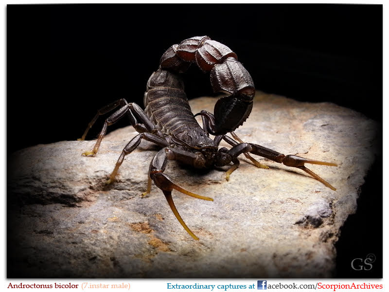 Androctonus bicolor – Black Fat Tail Scorpion | Striking Bicolored Species | Live Arrival Guarantee