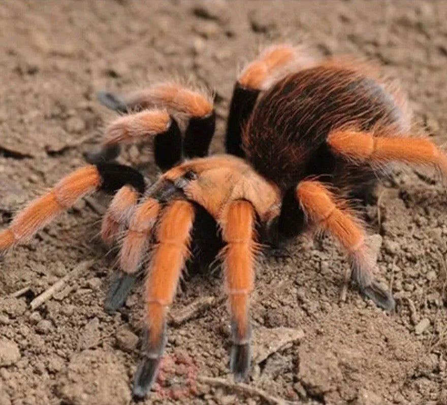 Aphonopelma bicoloratum - Mexican Blood Leg Tarantula for Sale | Live Arrival Guarantee