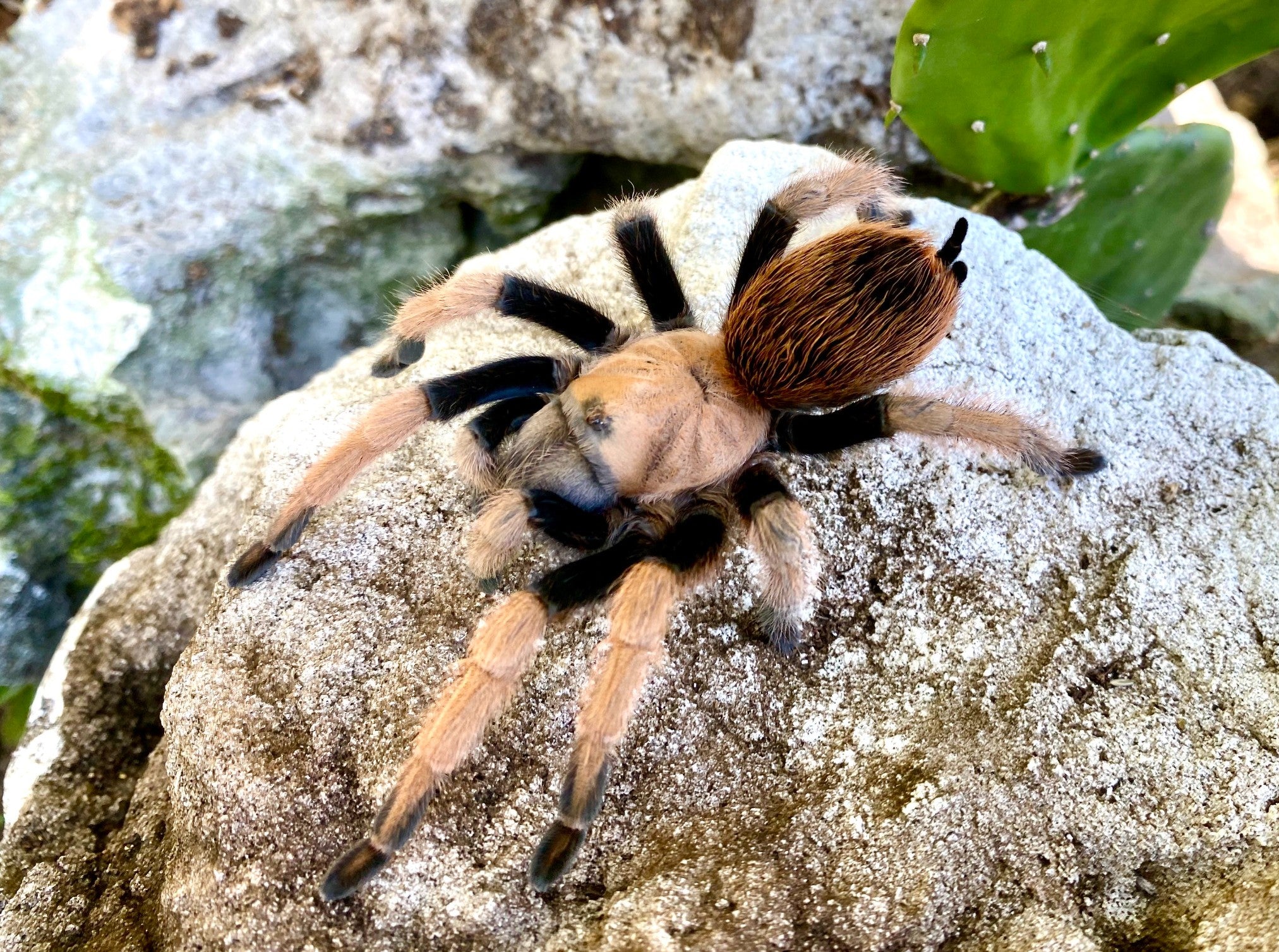 Aphonopelma chalcodes – Arizona Blonde Tarantula | New River Rust Rump Locality | Live Arrival Guarantee