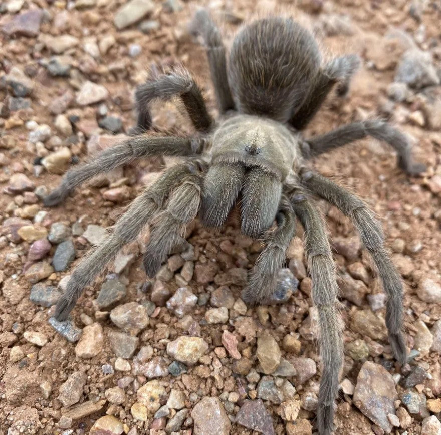 Aphonopelma gabeli – Carlsbad Green Tarantula | Chiricahuan Gray | Live Arrival Guarantee