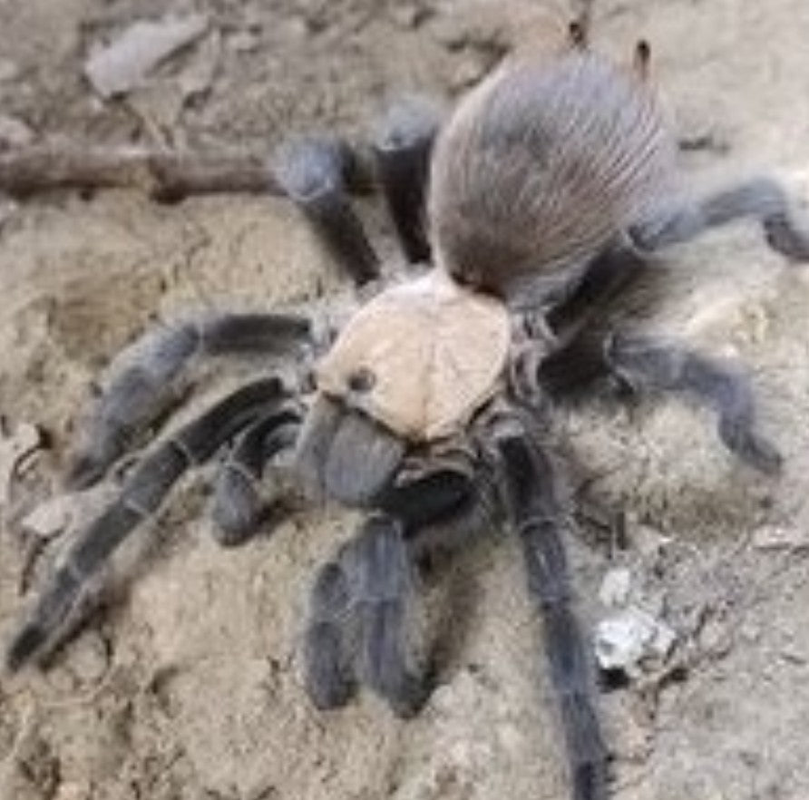 Aphonopelma hentzi – Texas Brown Tarantula
