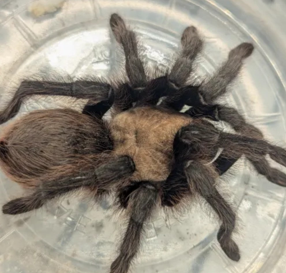 Aphonopelma hentzi – Texas Brown Tarantula | Hardy American Native | Live Arrival Guarantee