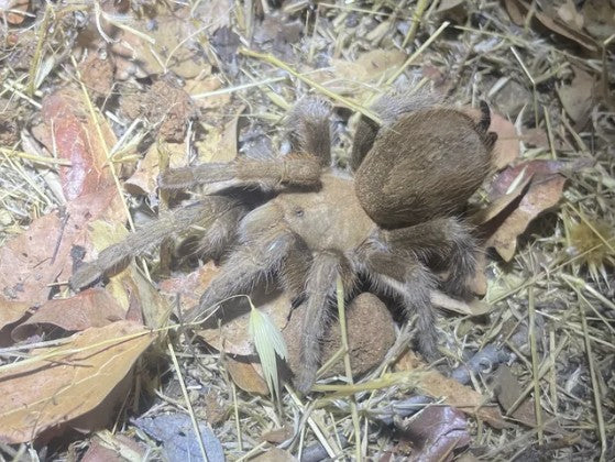 Aphonopelma johnnycashi – Johnny Cash Tarantula | The Folsom Prison Blues Spider | Live Arrival Guarantee