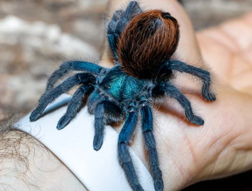 Aphonopelma mooreae – Mexican Jade Fuego Tarantula | Holy Grail New World Species | Live Arrival Guarantee